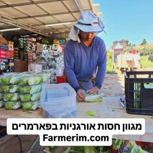מגוון חסות אורגניות והידרופוניות טריות