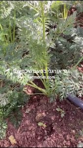 גזר אורגני צומח באדמה בשדה