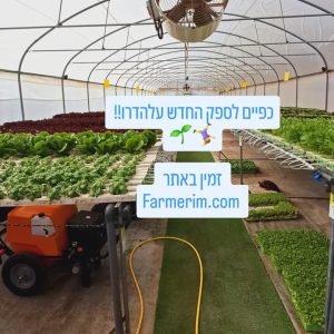 מבחר ירוקים טריים של פארמרים