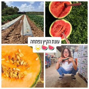 אבטיחים ומלונים טריים לקיץ