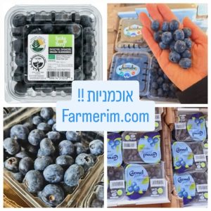 קופסאות אוכמניות טריות