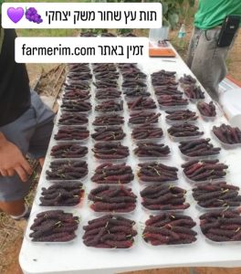 תותי עץ שחורים על ענף