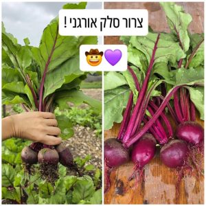 סלק אורגני טרי על רקע בהיר