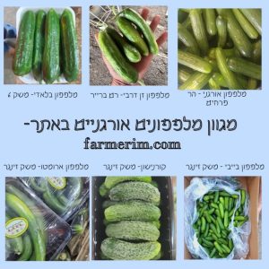מבחר מלפפונים אורגניים מזנים שונים