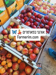 מבחר פירות אורגניים צבעוניים וטריים