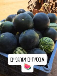 אבטיחים אורגניים טריים מהשדה
