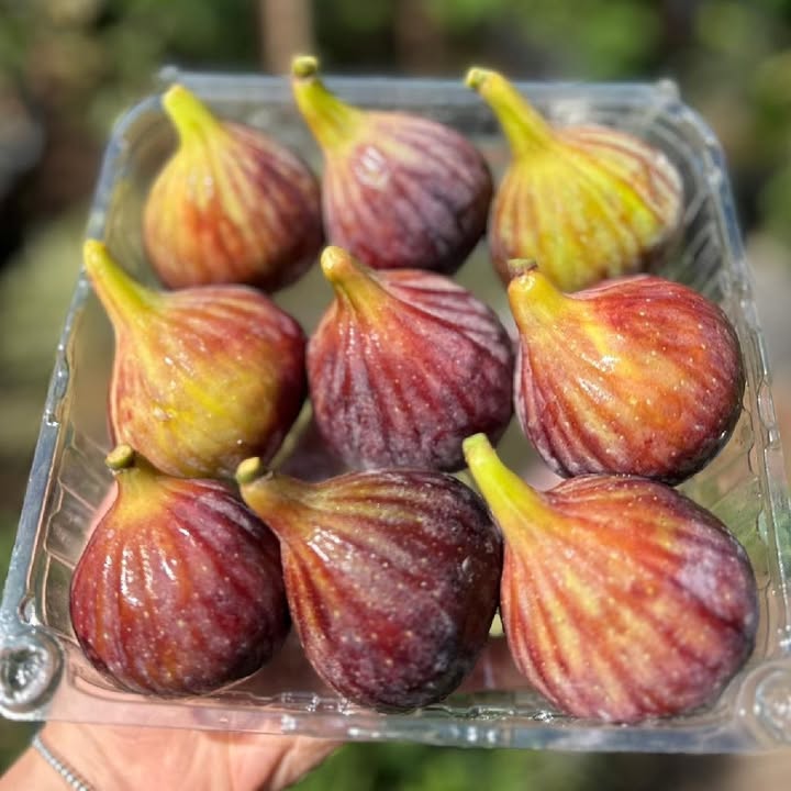 תאנים טריות מתוקות ועסיסיות