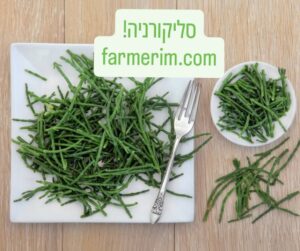 סליקורניה טרייה וירוקה