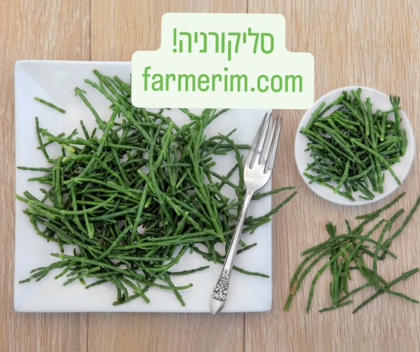 סליקורניה טרייה וירוקה