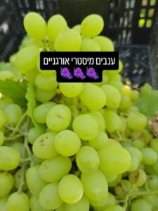 ענבים אורגניים מתוקים וטריים