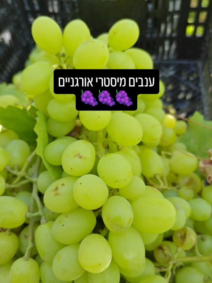 ענבים אורגניים מתוקים וטריים