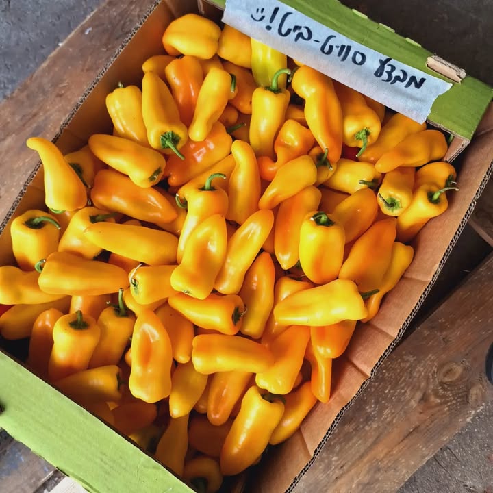 סוויט בייט צהוב אורגני טרי