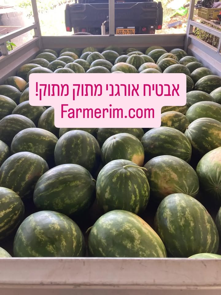 אבטיח אורגני בשל ומתוק