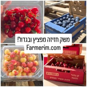 דובדבנים ואוכמניות ישראליות טריות