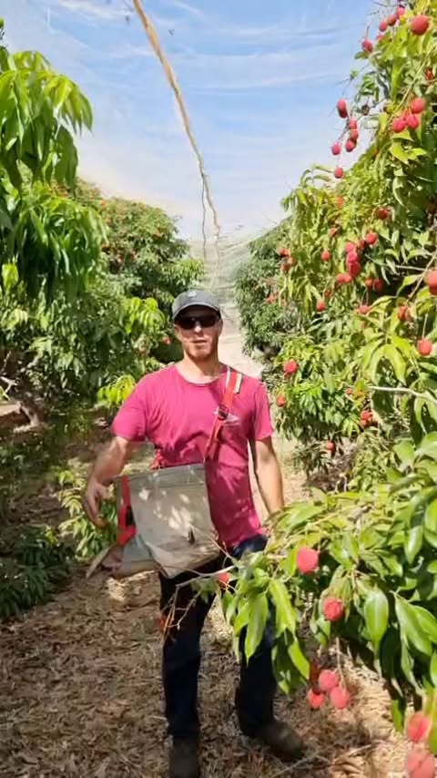 חקלאי קוטף ליצ׳י אורגני במטע