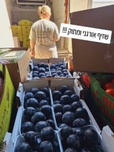 שזיפי בלאק ספלנדור אורגניים