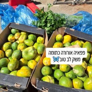 פפאיה אורורה בשלה ומתוקה