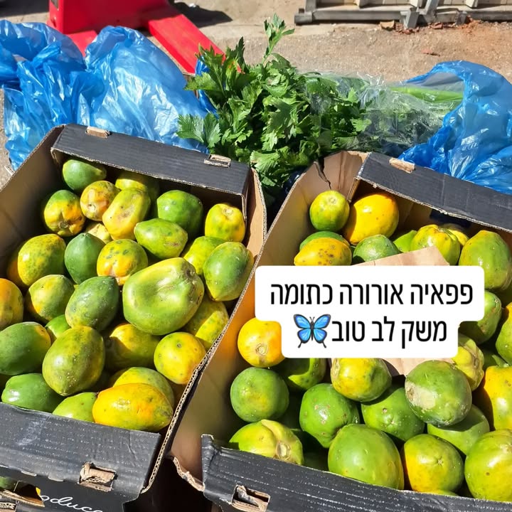 פפאיה אורורה בשלה ומתוקה