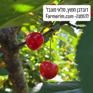 דובדבנים חמוצים וישניאק אורגניים