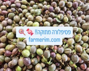 פסיפלורה טרייה ממשק חקלאות