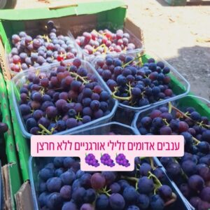 ענבים אדומים אורגניים ללא חרצן