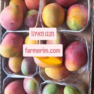 מנגו מאיה אורגני טרי