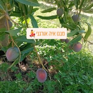 מנגו איה אורגני טרי