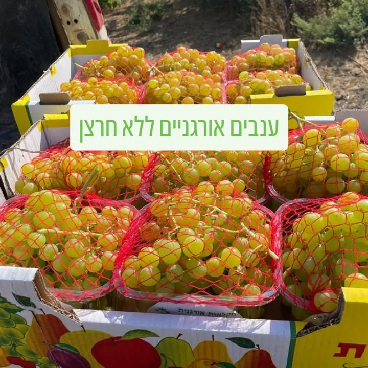 אשכול ענבי מיסטרי אורגניים