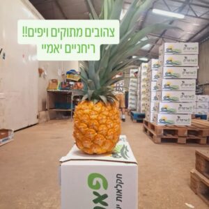 אננס טרי מהחקלאי