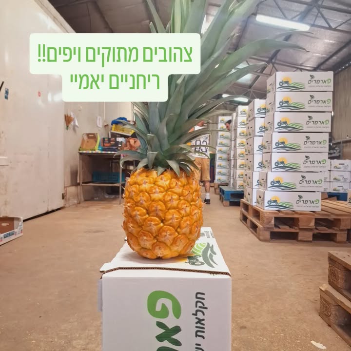 אננס טרי מהחקלאי
