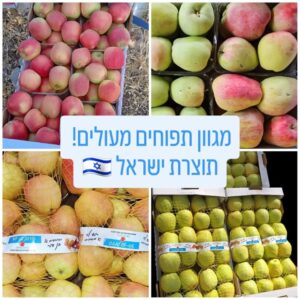מבחר תפוחים ישראליים טריים