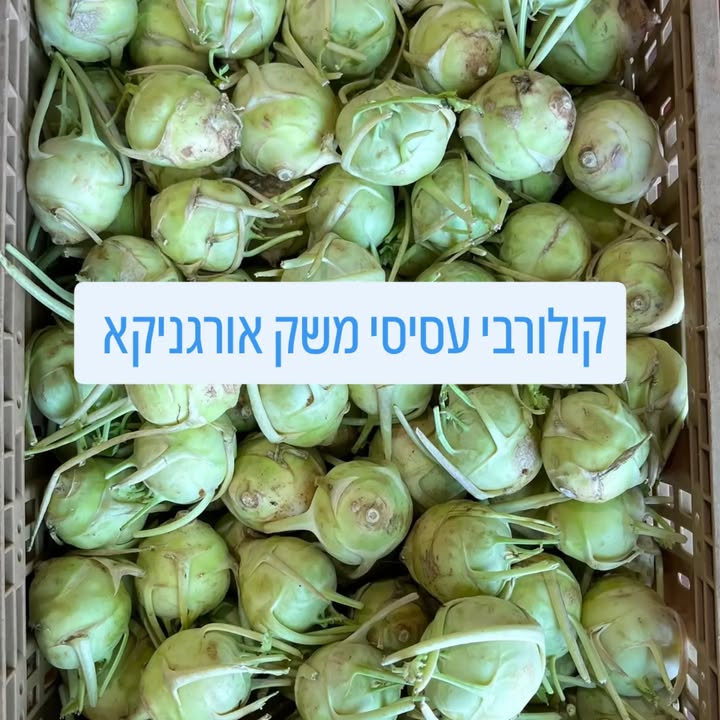 קולורבי אורגני טרי מהחקלאי