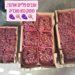 ענבי פליים אורגניים ללא חרצנים