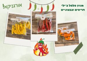 פלפלי צ׳ילי חריפים בצבעים שונים