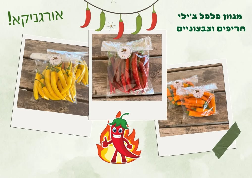 פלפלי צ׳ילי חריפים בצבעים שונים