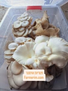 פטריות אויסטר טריות