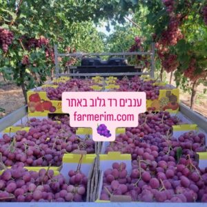 ענבי רד גלוב טריים ומתוקים