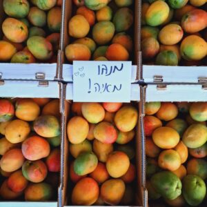 מנגו מאיה אורגני טרי