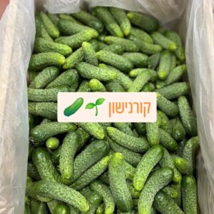 מלפפוני קורנישון אורגניים לכבישה ביתית