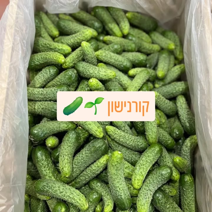 מלפפוני קורנישון אורגניים לכבישה ביתית
