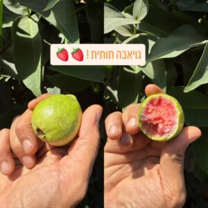 גויאבה תותית טרייה ממשתלת אוהד