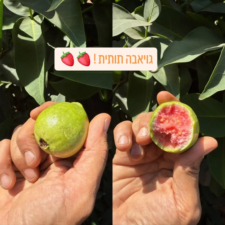 גויאבה תותית טרייה ממשתלת אוהד