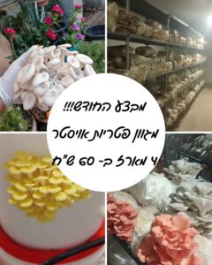 מארזי פטריות אויסטר טריות