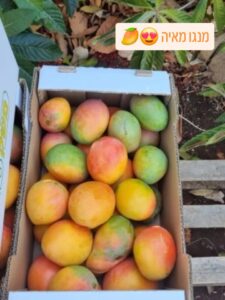 מנגו מאיה אורגני