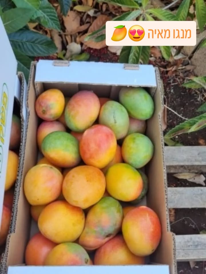 מנגו מאיה אורגני