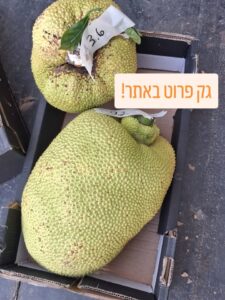 ג׳ק פרוט במשקל גדול
