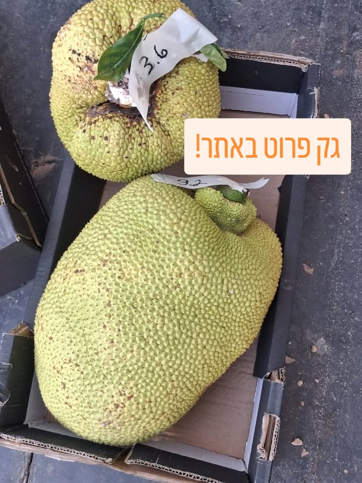 ג׳ק פרוט במשקל גדול