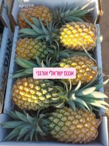 אננס אורגני ממשק אורגניקא