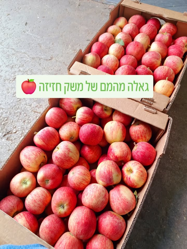 תפוחי גאלה ממשק חזיזה