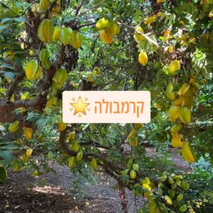 עץ קרמבולה עמוס בפרי